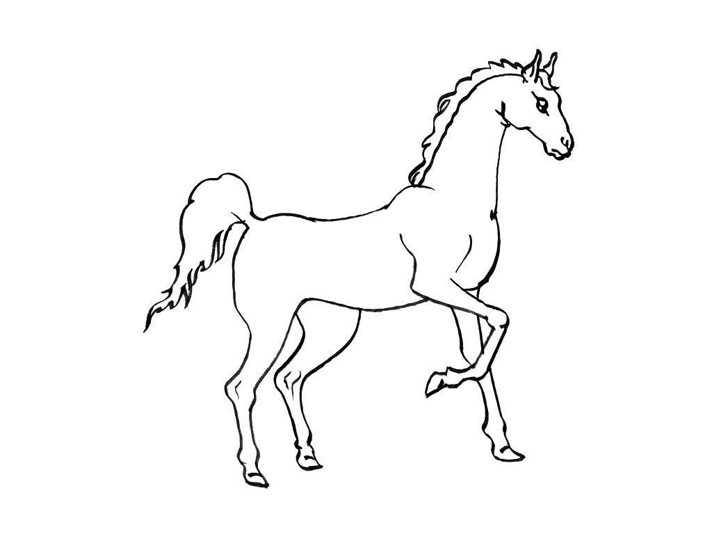 Маленькая Лошадь Рисунок