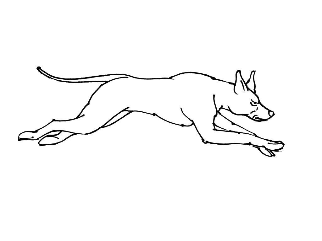 Chien 15 - Coloriages Animaux - Chiens