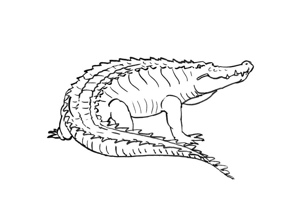 Illustration d'un crocodile à colorier