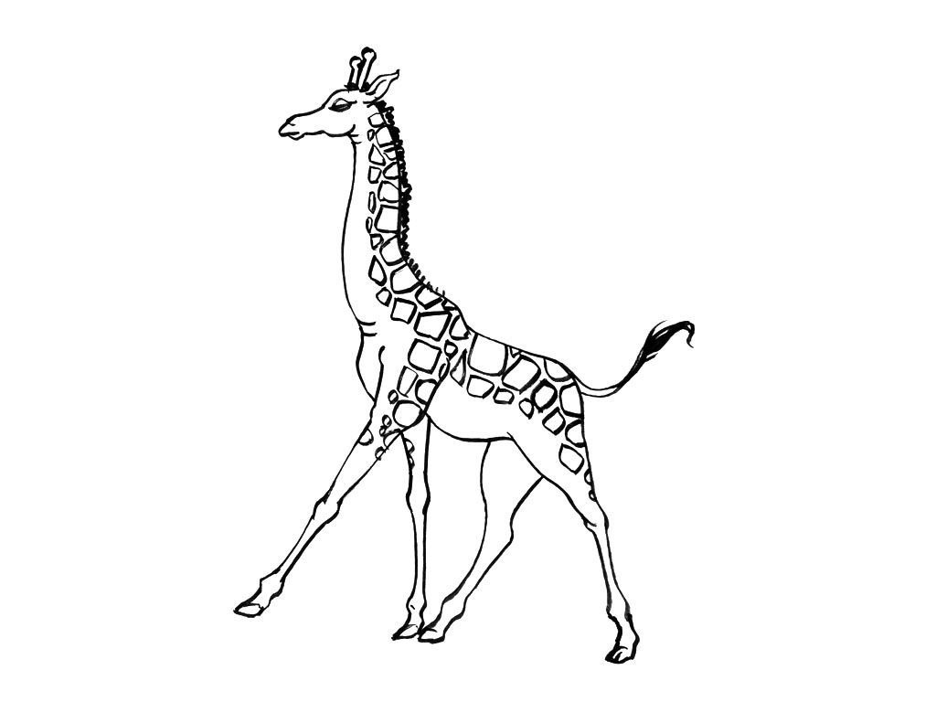 Coloriage Girafe 2 Coloriage Girafes Coloriages Animaux