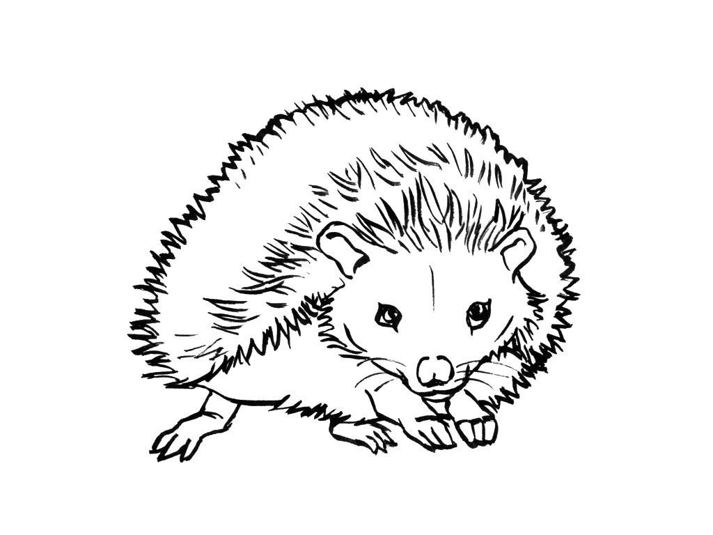 Coloriage Hérisson 7  Coloriage Herissons  Coloriages Animaux