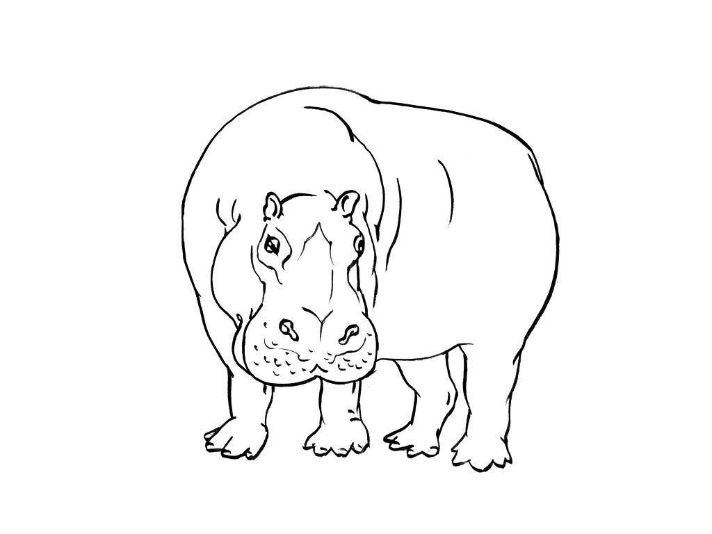 Hippopotame 9 - Coloriages Animaux - Hippopotames