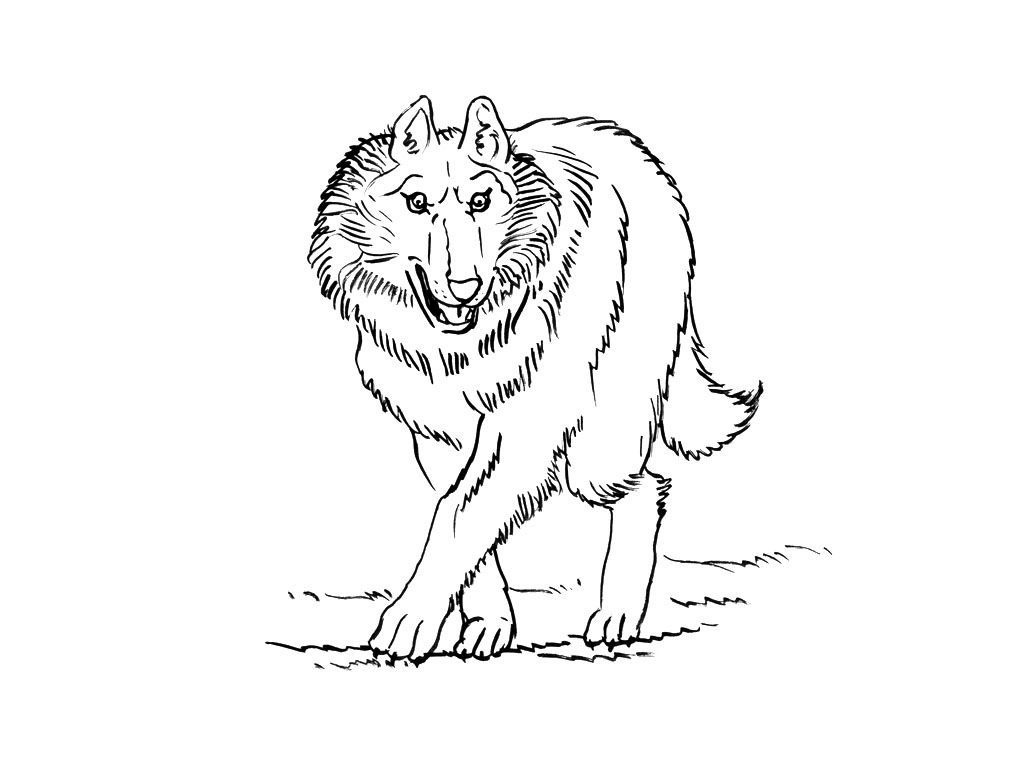 Coloriage Loup 12  Coloriage Loups  Coloriages Animaux