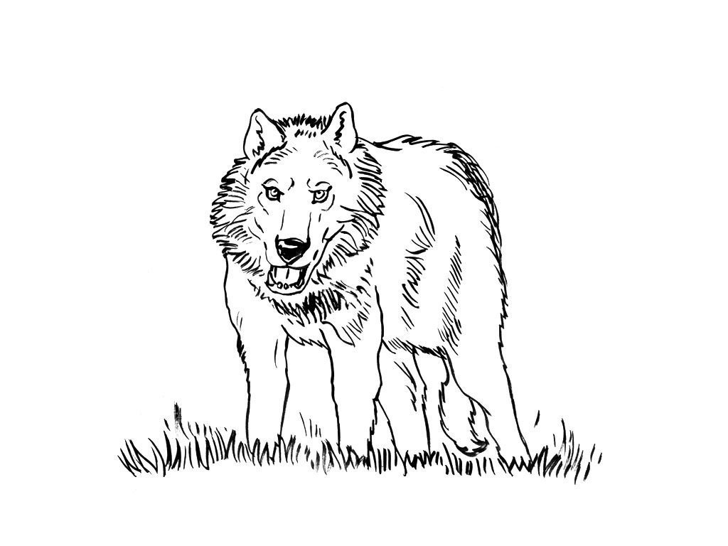 Coloriage Loup 15 - Coloriage Loups - Coloriages Animaux