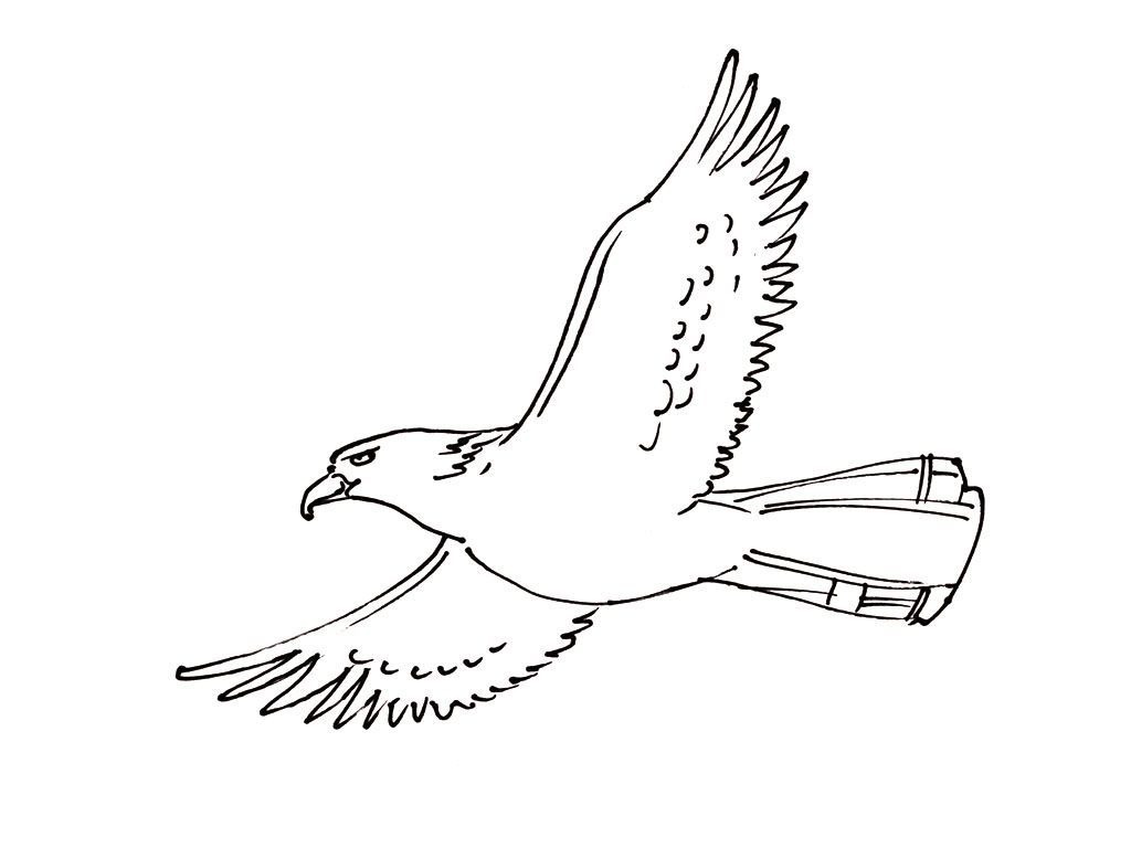 Dessin D Un Oiseau Qui Vole - solunique