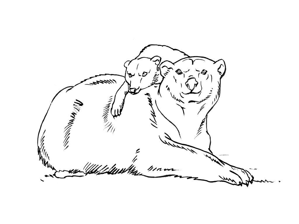 Coloriage Ours 10  Coloriage Ours  Coloriages Animaux