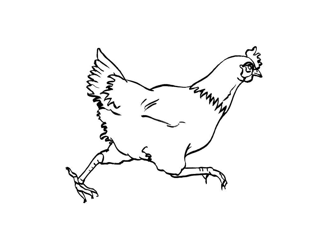 Курица рисунок черно белый