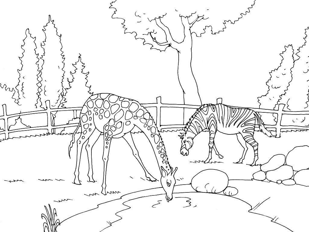 Coloriage Zoo 3  Coloriage Zoo  Coloriages Animaux