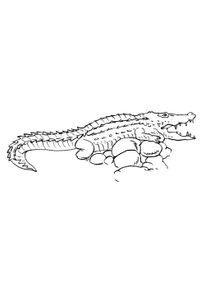 Coloriages Crocodiles A Imprimer Coloriages Animaux