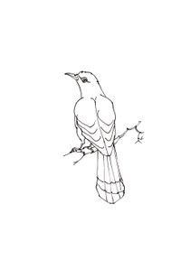 Coloriages Oiseaux à Imprimer Coloriages Animaux