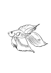 Coloriages Poissons A Imprimer Coloriages Animaux