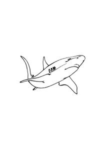 Coloriages Requins A Imprimer Coloriages Animaux