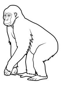Top 5 Coloriages Animaux Top 5 Coloriages Animaux