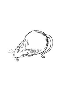 Coloriages Souris A Imprimer Coloriages Animaux