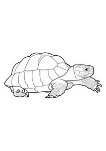 Coloriages Tortues A Imprimer Coloriages Animaux