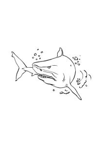 Coloriages Requins à imprimer  Coloriages Animaux