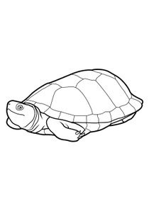 Coloriages Tortues à imprimer  Coloriages Animaux