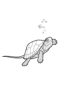 Coloriages Tortues à imprimer  Coloriages Animaux