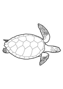 Coloriages Tortues à imprimer  Coloriages Animaux