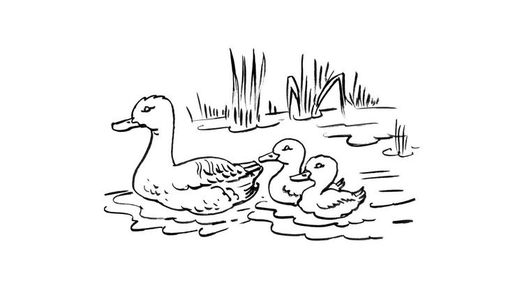 Coloriage Canard 5 Coloriage Canards Coloriages Animaux