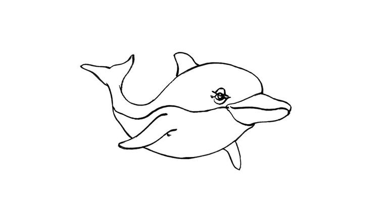 Coloriage Dauphins - Dauphin 13 