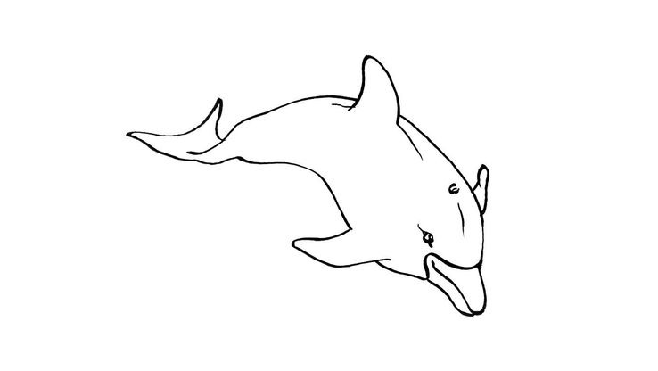 Coloriage Dauphins - Dauphin 14 