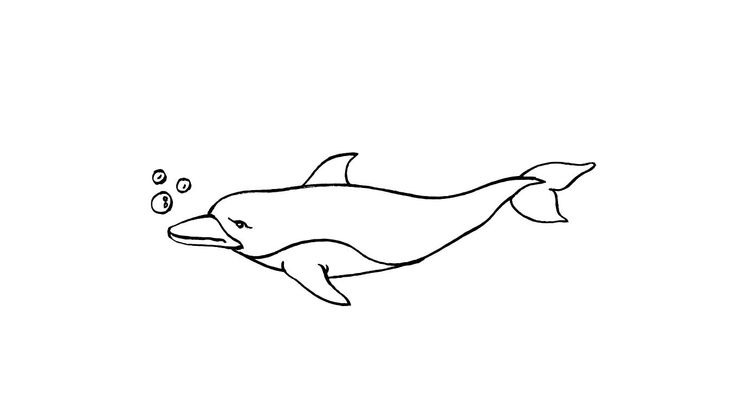Coloriage Dauphins - Dauphin 15 