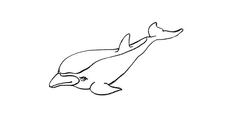 Coloriage Dauphins - Dauphin 3 