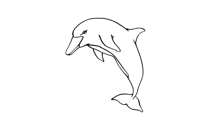Coloriage Dauphins - Dauphin 6 