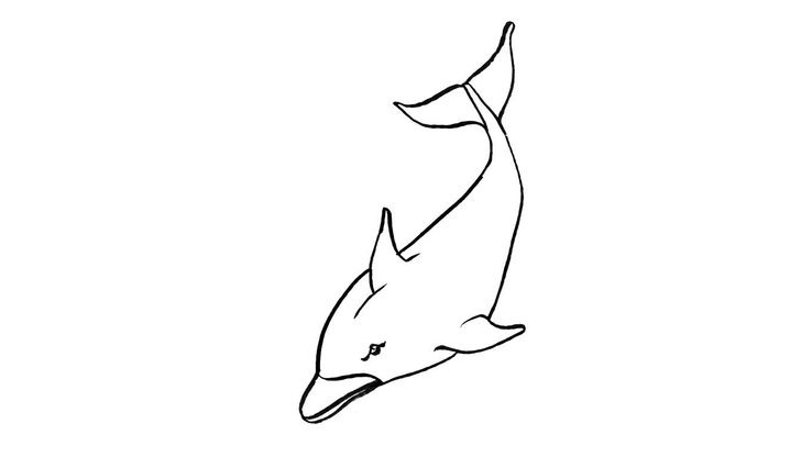 Coloriage Dauphins - Dauphin 7 
