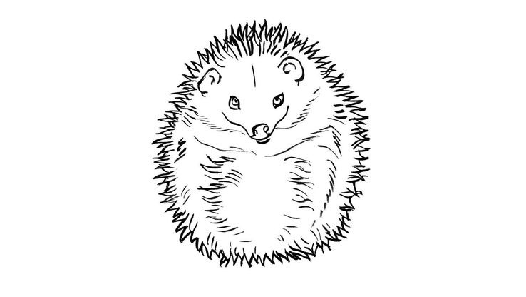 coloriage herisson 8 herissons coloriages animaux de dinosaure
