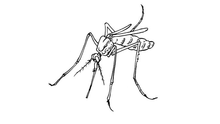 Coloriage Insectes - Insecte 1 