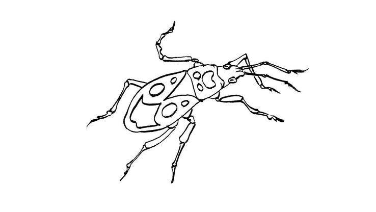 Coloriage Insectes - Insecte 10 