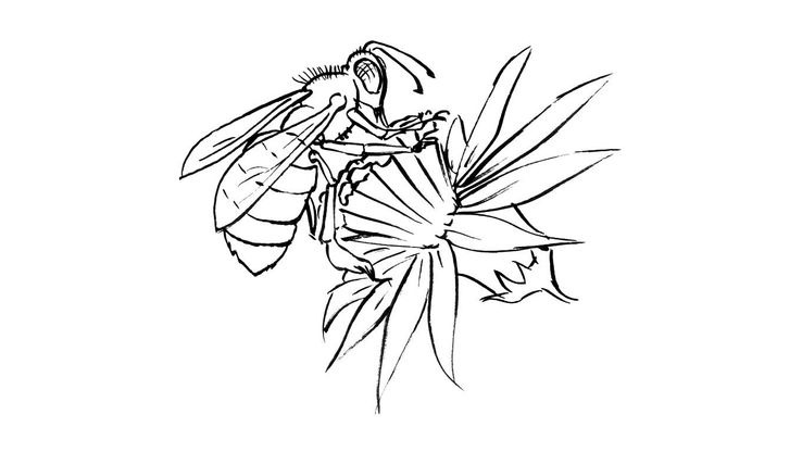 Coloriage Insectes - Insecte 11 