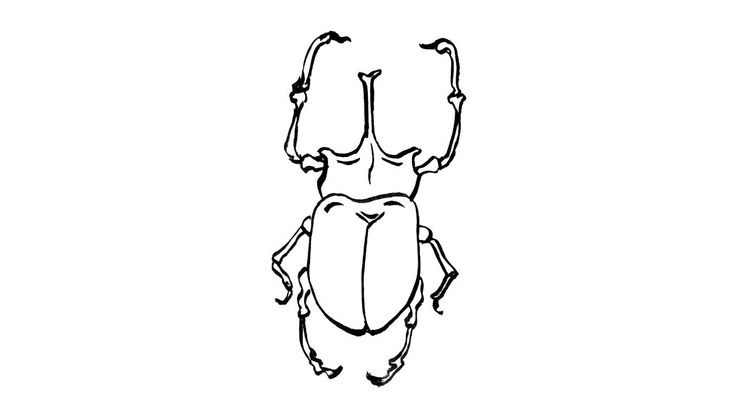 Coloriage Insectes - Insecte 12 