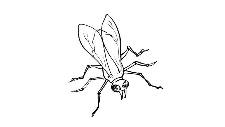 Coloriage Insectes - Insecte 14 