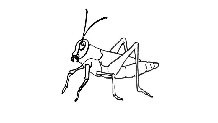 Coloriage Insectes - Insecte 15 