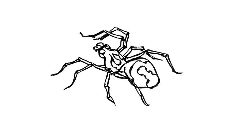 Coloriage Insectes - Insecte 3 