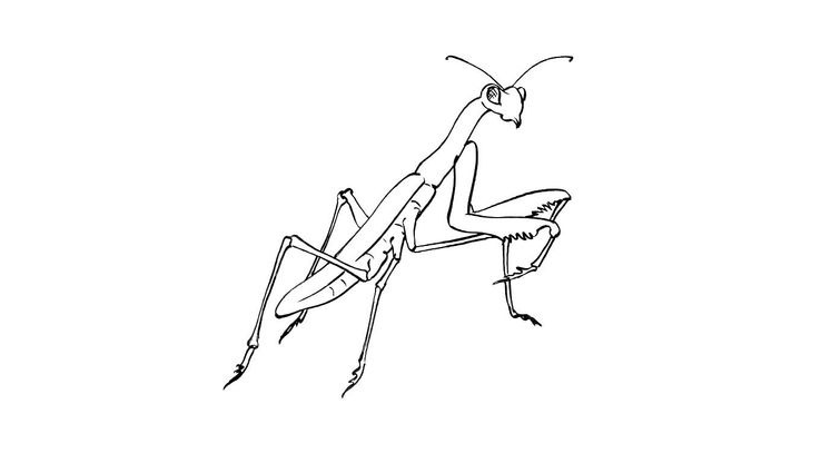 Coloriage Insectes - Insecte 8 