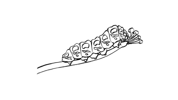 Coloriage Insectes - Insecte 9 