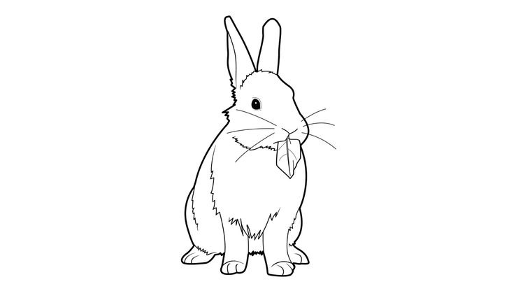 Coloriage Lapins - Lapin 8 