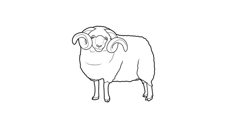 Coloriage Moutons - Mouton 1 