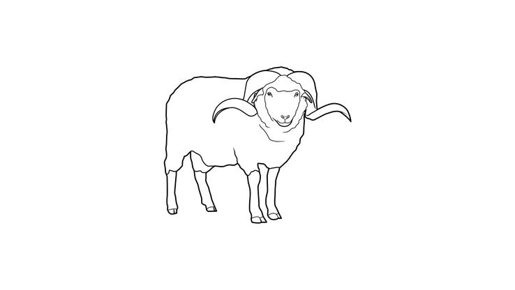Coloriage Moutons - Mouton 14 