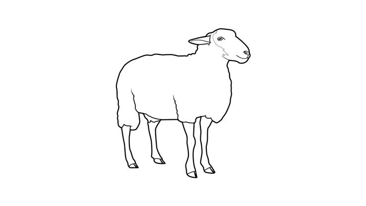 Coloriage Moutons - Mouton 7 