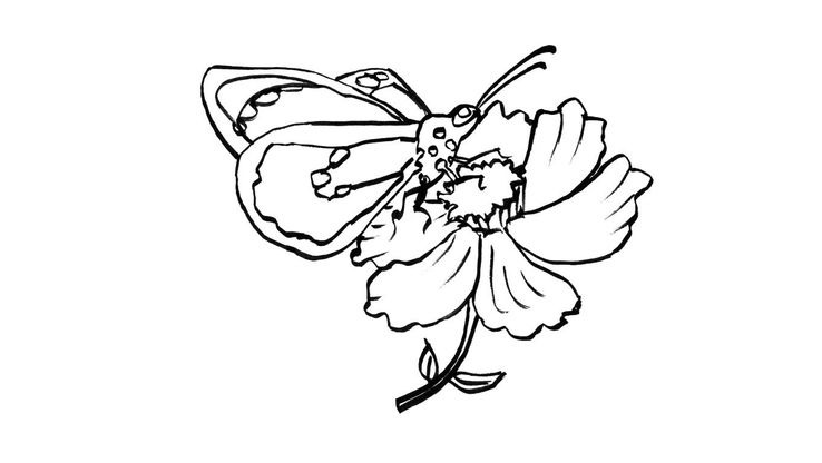 Coloriage Papillons - Papillon 12 