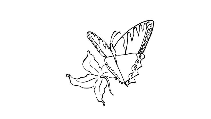 Coloriage Papillons - Papillon-14 