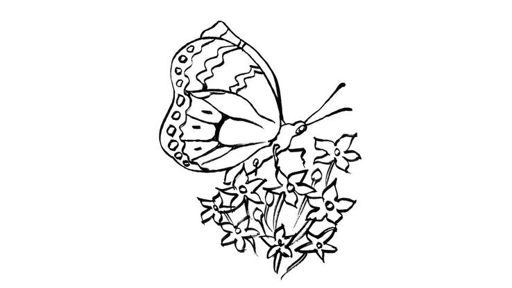 Coloriage Papillons - Papillon 8 