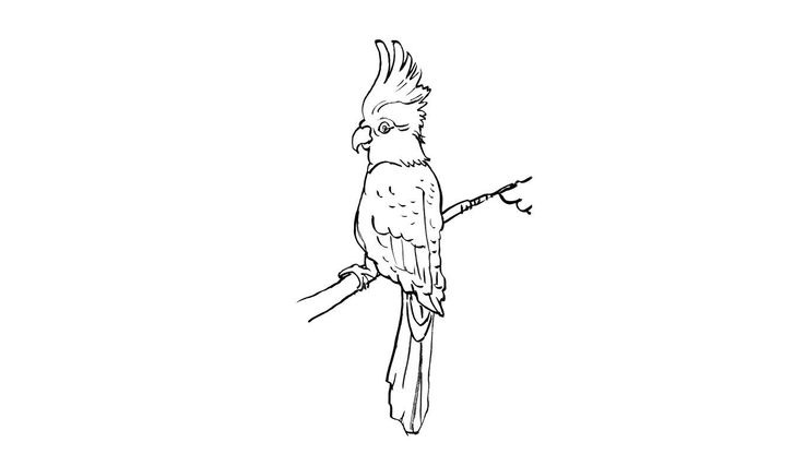 Coloriage Perroquet 2 Coloriage Perroquets Coloriages Animaux