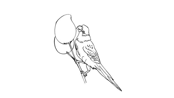 Coloriage Perroquets - Perroquet 7 