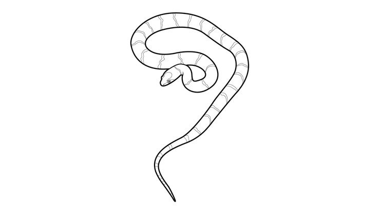 Coloriage Serpents - Serpent 6 
